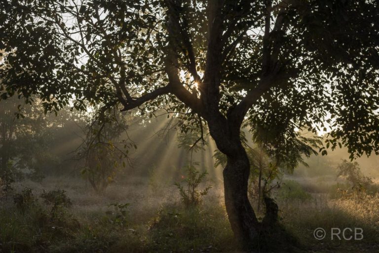 Sonne strahlt durch die Äste eines Baumsin der Nähe des Kanha National Park