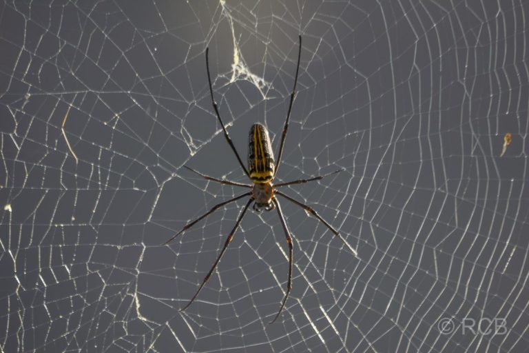 Spinne im Kanha National Park