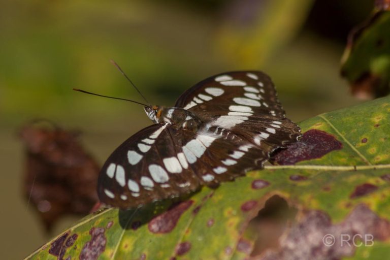 Schmetterling, Kanha National Park