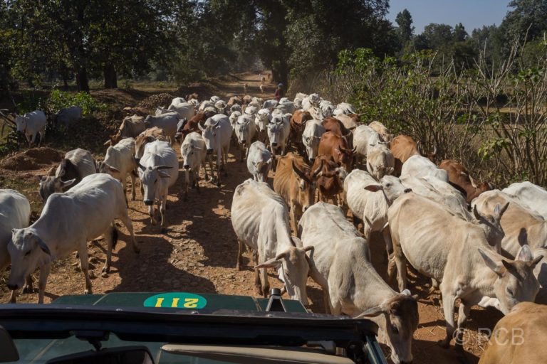 Kühe laufen um einen Jeep herum in der Nähe des Kanha National Park