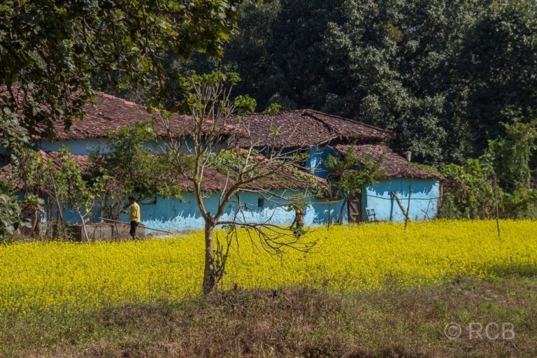 blaues Haus hinter gelbem Rapsfeld in der Nähe des Kanha National Park