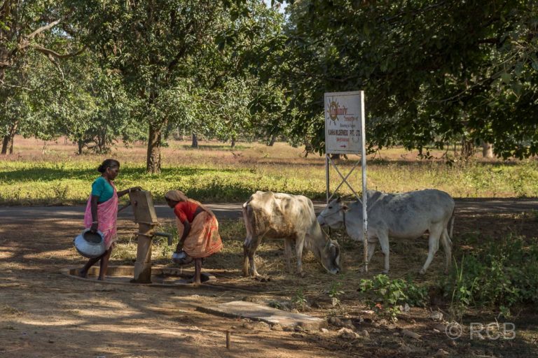 Frauen und Kühe an einem Brunnen in der Nähe des Kanha National Park