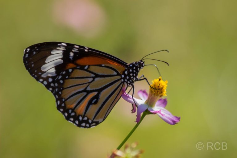 Schmetterlingin der Nähe des Kanha National Park
