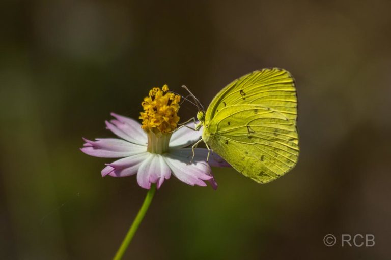 Schmetterling in der Nähe des Kanha National Park