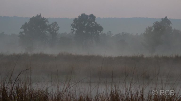 Morgennebel, Kanha National Park