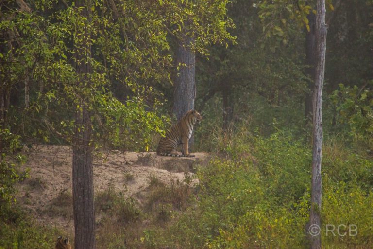 Tiger, Kanha National Park