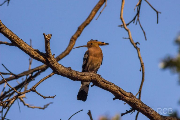 Wiedehopf, Kanha National Park