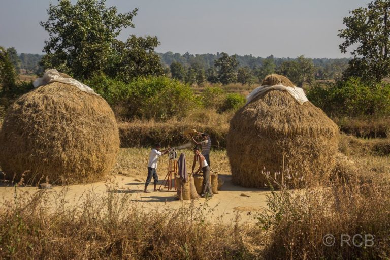 Bauern dreschen Heu an der Straße auf der Fahrt durch Madya Pradesh