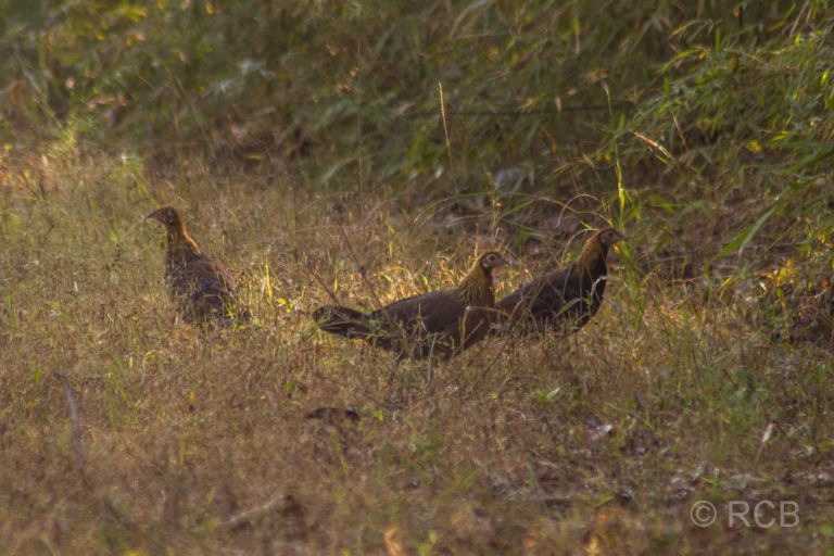 Bankivahühner, Bandhavgarh National Park