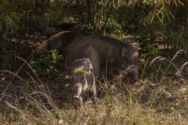 Wildschweine, Bandhavgarh National Park