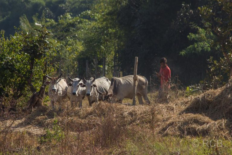 Bauer mit Kühen beim Dreschen von Getreide in der Nähe des Bandhavgarh National Park