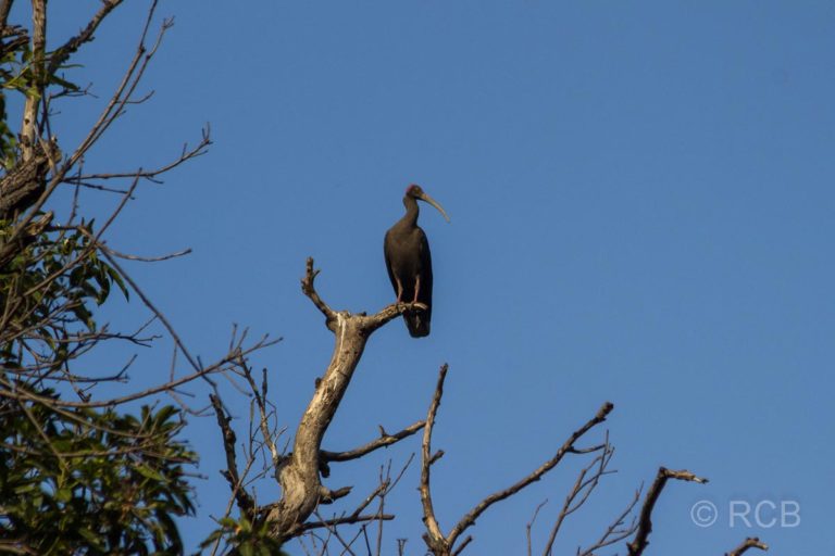 Warzenibis, Bandhavgarh National Park