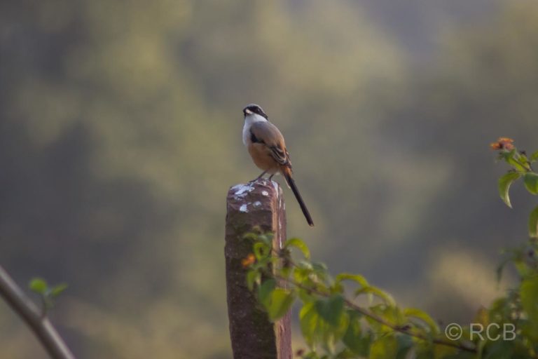 Würgervogel, Bandhavgarh National Park