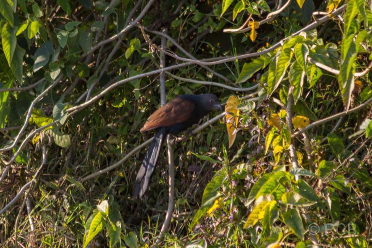 schwarzer Vogel, Bandhavgarh National Park