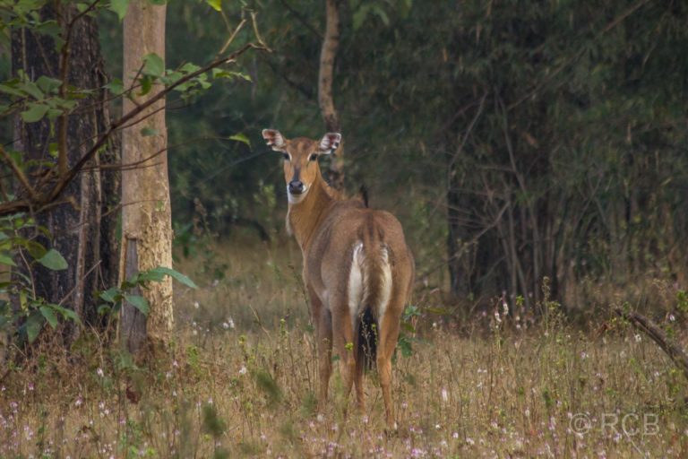 Nilgau-Antilope, Bandhavgarh National Park