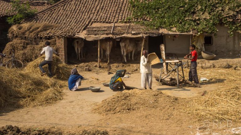 Menschen dreschen Getreide, Uttar Pradesh