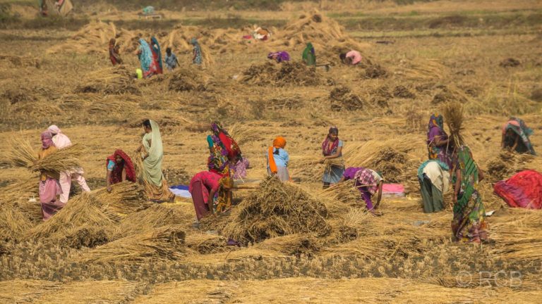 Frauen bei der Getreideernte auf der Fahrt durch Uttar Pradesh