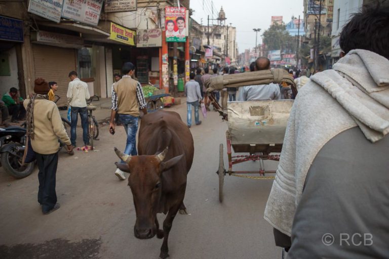 Varanasi, Fahrt mit der Fahrradrikscha, Entgegenkommen einer Kuh