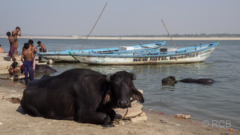 Varanasi, eine Kuh liegt an den Ghats