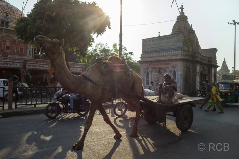 Straßenszene mit Kamelkarren, Jaipur, Altstadt