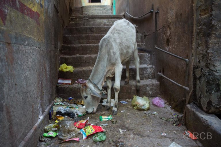 Varanasi, magere Kuh isst Abfall in der Altstadt