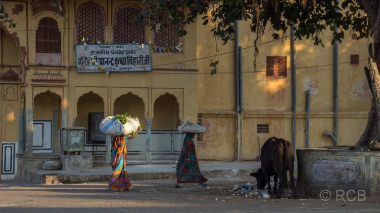 Frauen mit Waren auf dem Kopf gehen an einer Kuh vorbei, Sikh-Umzug, Jaipur, Altstadt