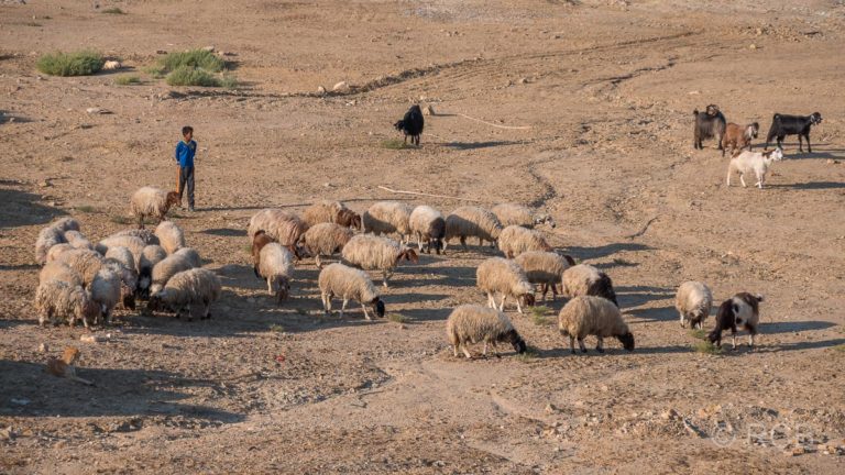 Hirtenjunge mit Schafen am Toten Meer