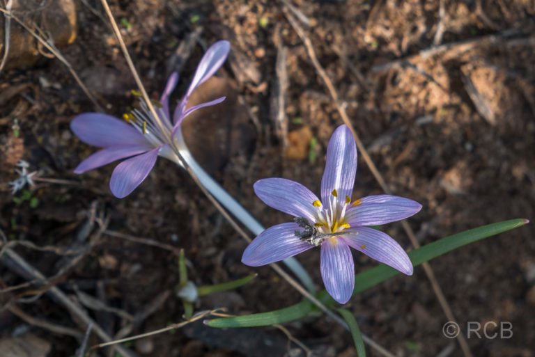 violette Blüten auf dem Campsite Trail, Dana Naturreservat