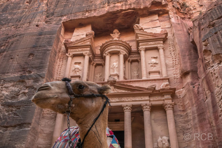 Kamel vor der Fassade des Khazne Faraun, des "Schatzhauses des Pharao"