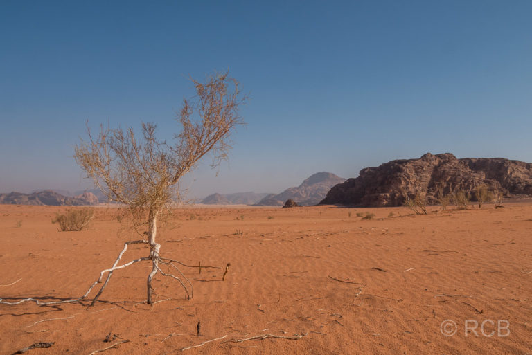 einsamer Baum in der Weite des Wadi Rum