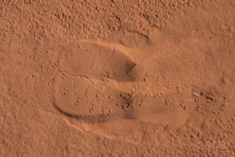 Spuren einer Eidechse im Wadi Rum verlaufen durch die Trittspur eines Dromedars