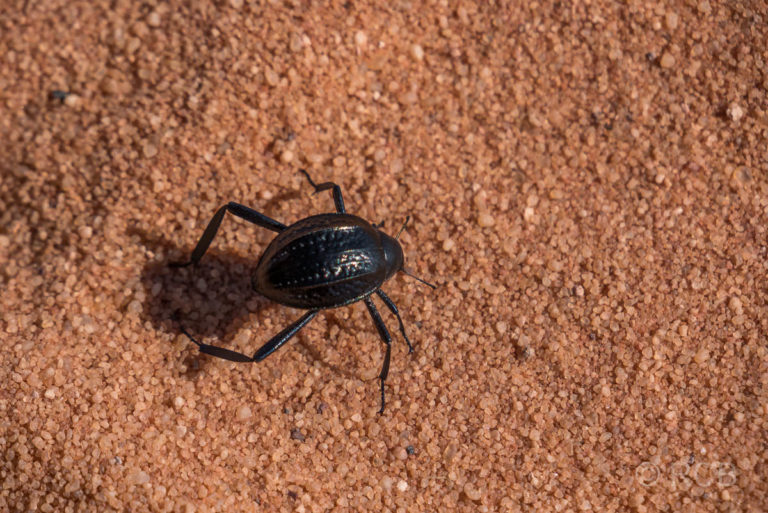 Käfer im Wadi Rum