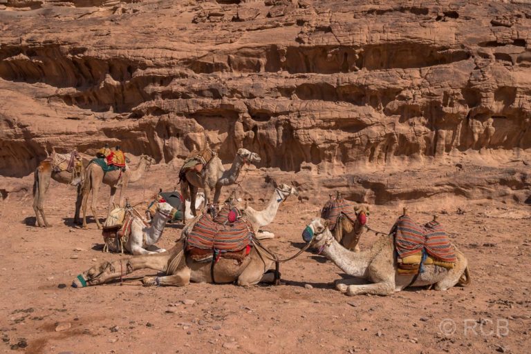 Dromedare im Wadi Rum