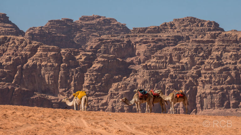 Dromedare vor Felskulisse im Wadi Rum