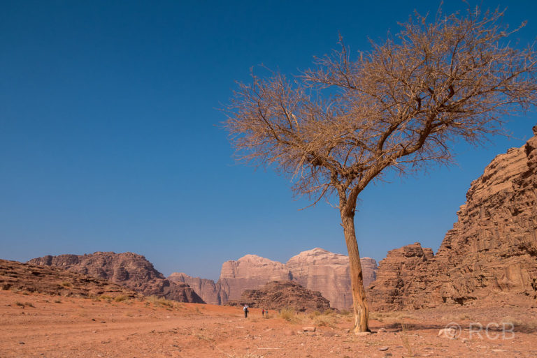 einsamer Baum zwischen Felsen in der Wüste des Wadi Rum