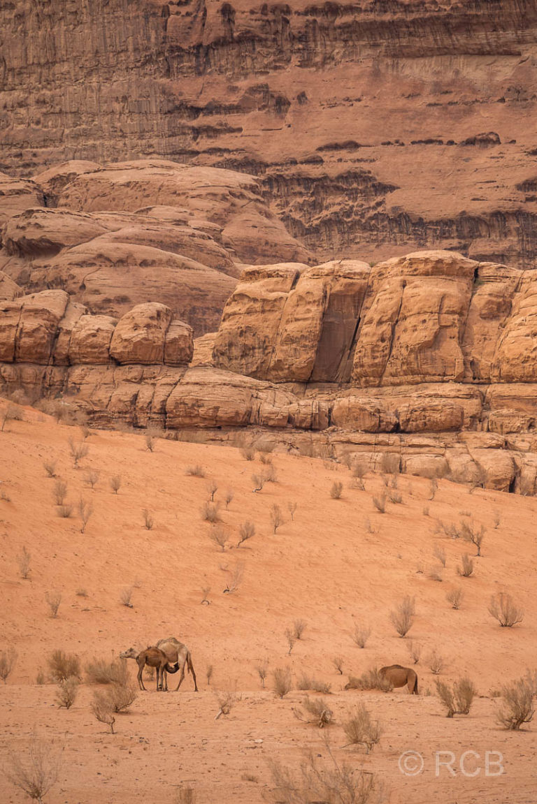 Dromedare in der Wüste des Wadi Rum