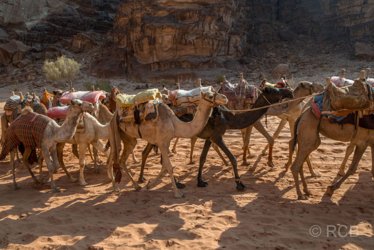 Dromedarkarawane im Wadi Rum