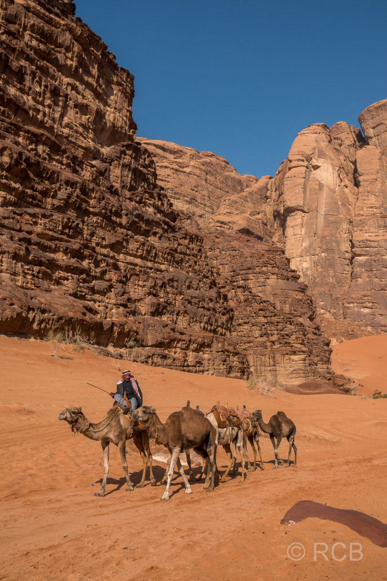 Beduine mit Dromedaren im Wadi Rum