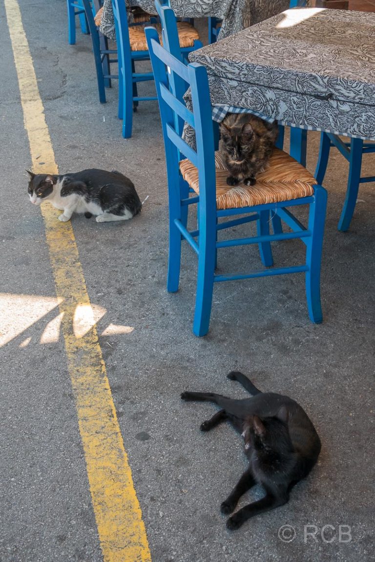 Chania, 3 Katzen ruhen sich vor einem Lokal aus