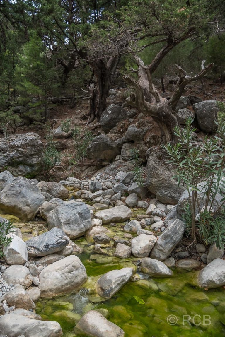 Bach mit grünem Wasser in der Samaria-Schlucht