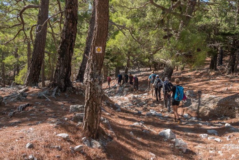 Wanderer im Kiefernwald beim Abstieg von der Omalos-Hochebene