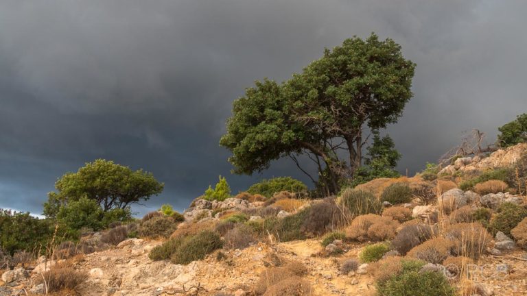 Baum vor dunklen Wolken in der Hochebene oberhalb von Sougia