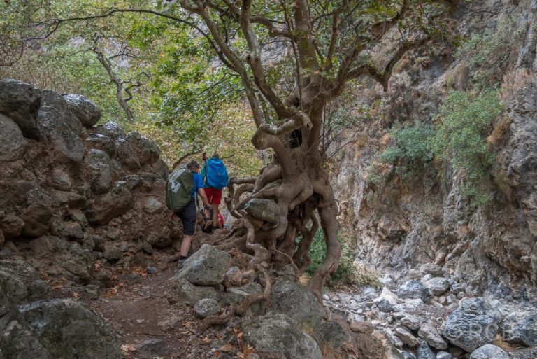 Wanderer passieren einen knorrigen Baum in der Irini-Schlucht