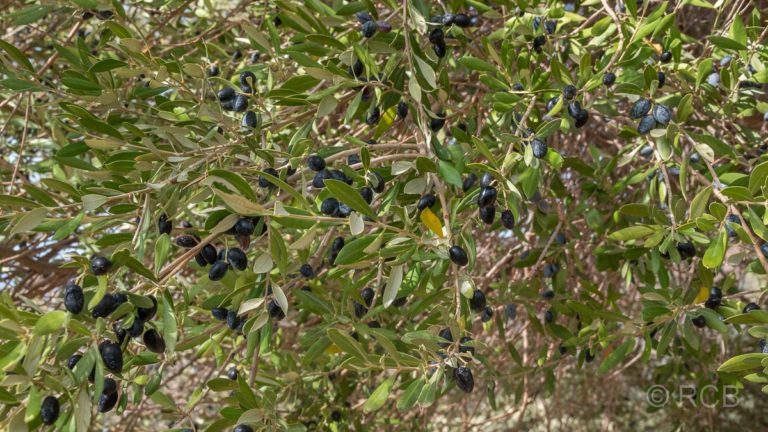 Baum mit Oliven, kurz vor der Ernte