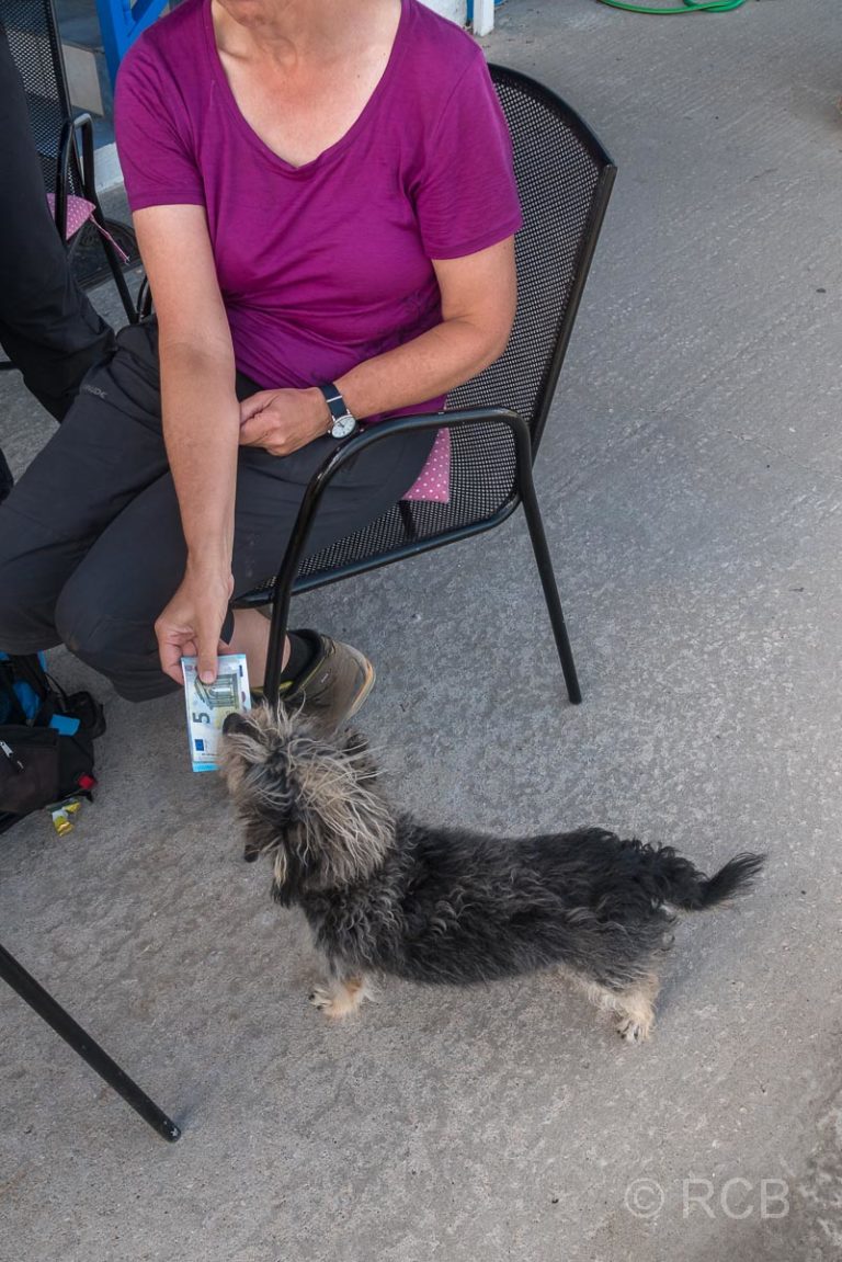 Hund nimmt von einer Frau einen Geldschein mit dem Maul entgegen