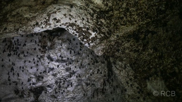 Hunderte Fledermäuse an der Decke der Höhle