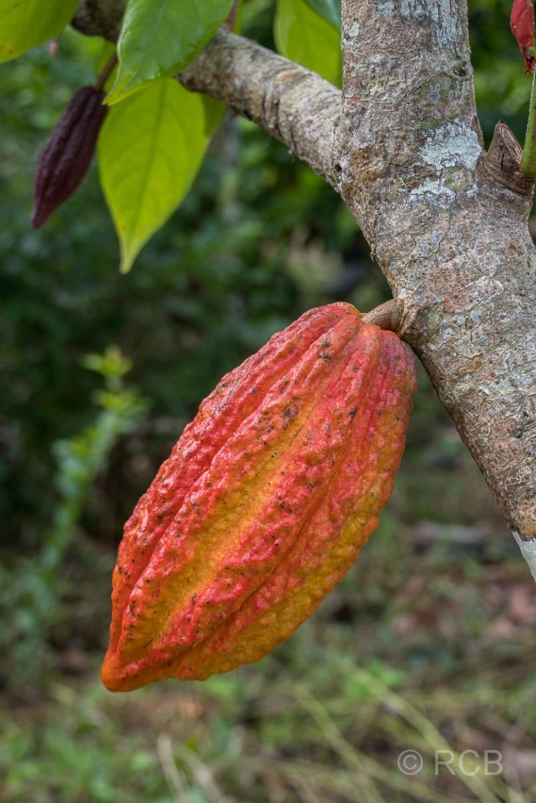 Kakaofrucht