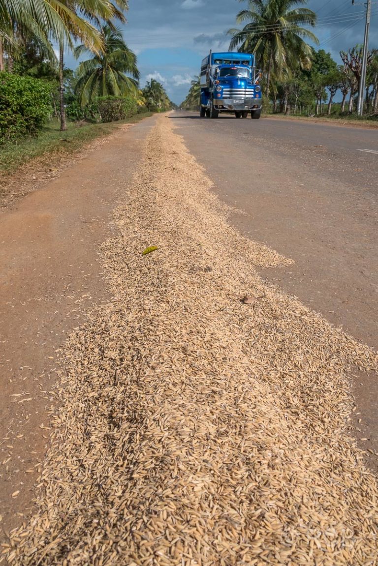 Reis wird auf der Straße zum Trocknen ausgelegt.