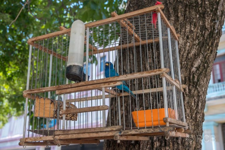 Vogelkäfig in Centro Habana