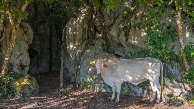 Kuh vor der Höhle im Valle del Silencio
